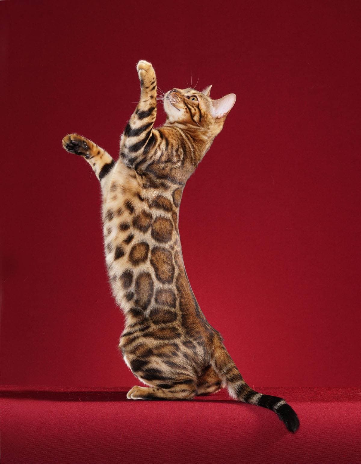 Bengal cat