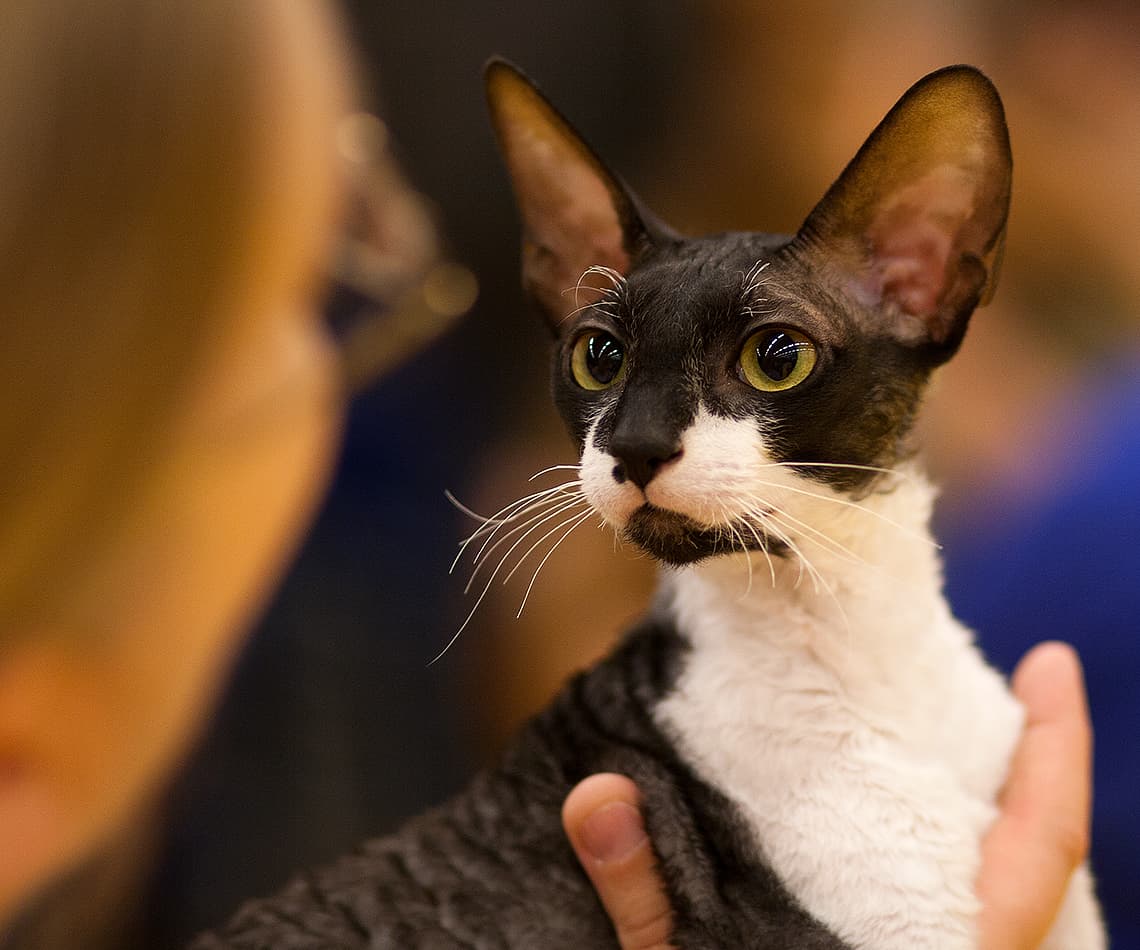Cornish Rex cat