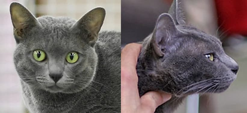 Korat cat