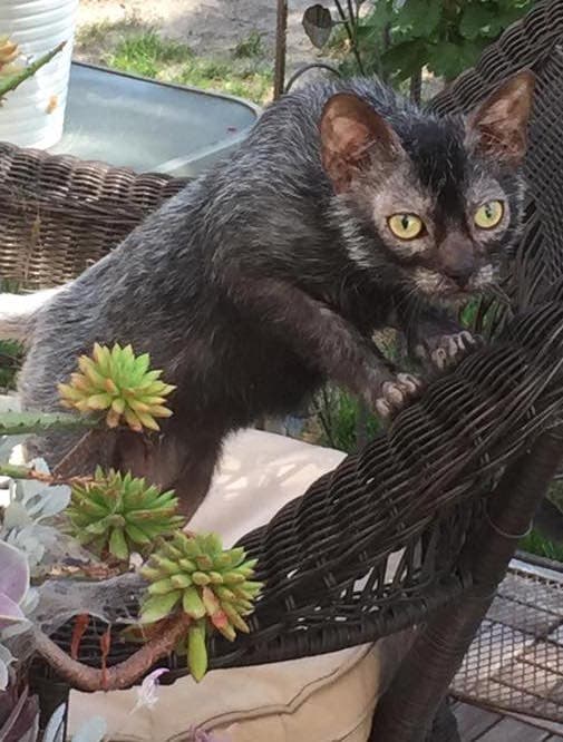 Lykoi cat