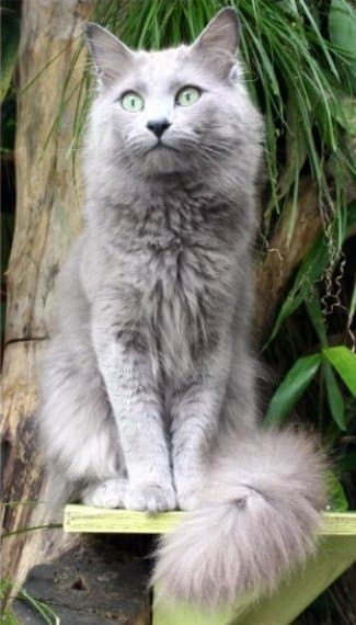 Nebelung cat