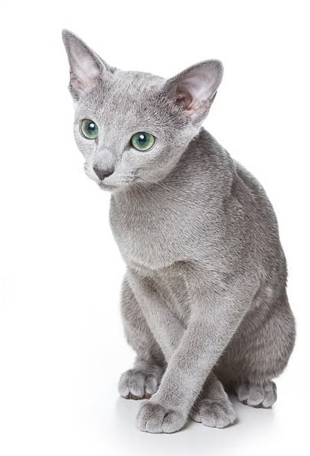 Russian Blue cat
