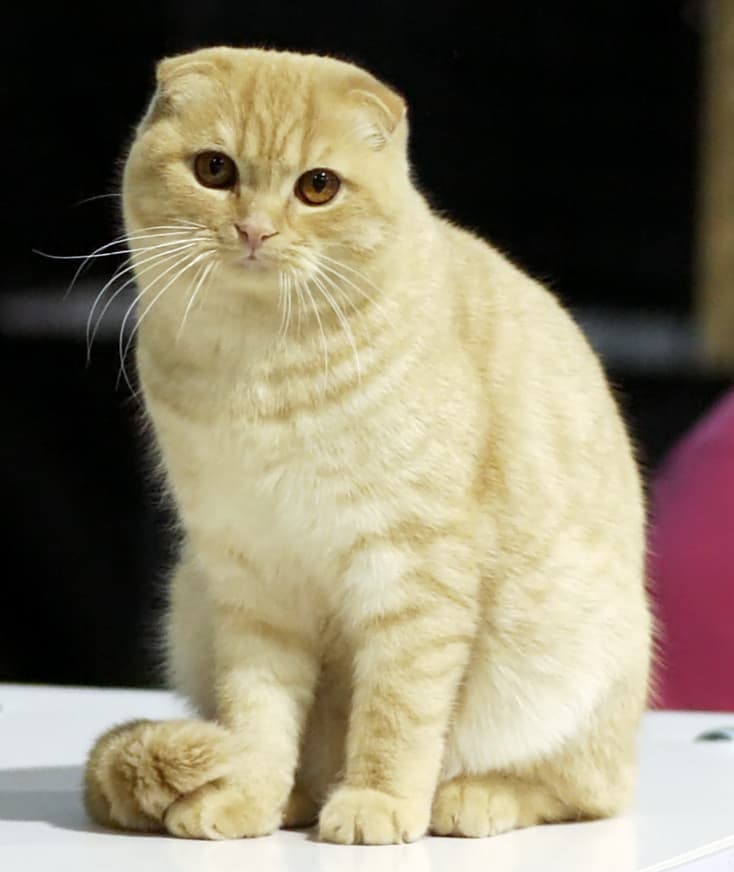 Scottish Fold cat