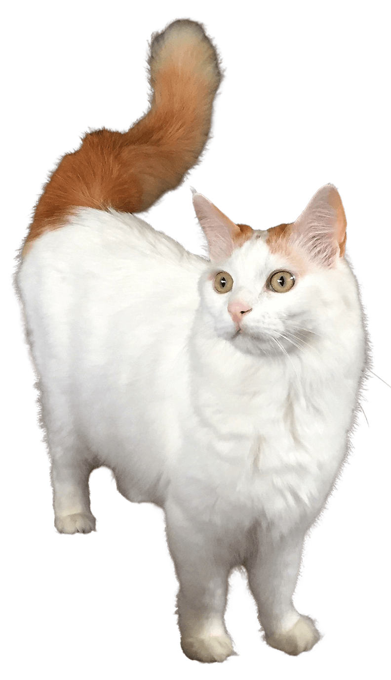 Turkish Van cat