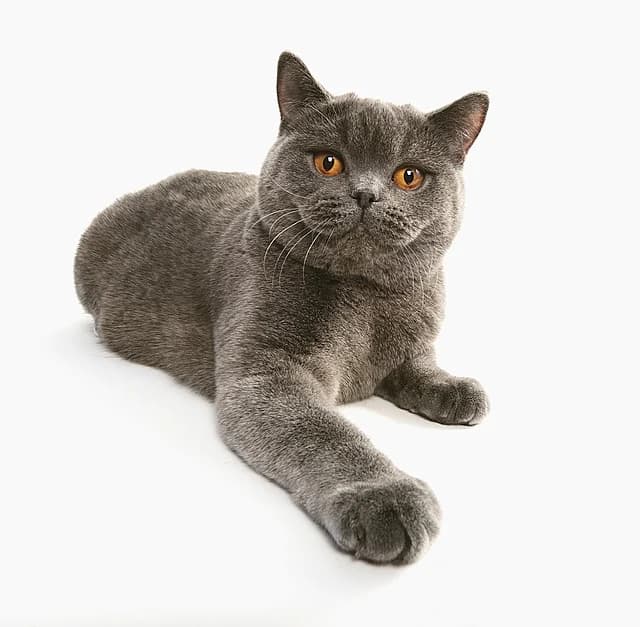 British Shorthair cat portrait