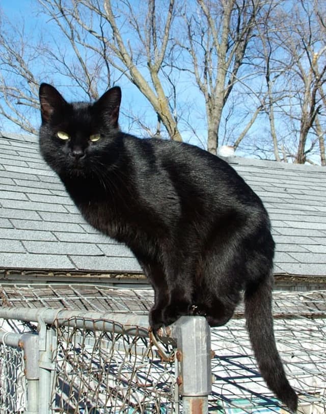 Black cat portrait