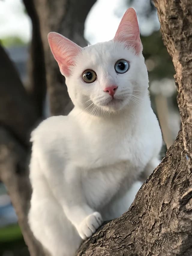White cat with pale fur