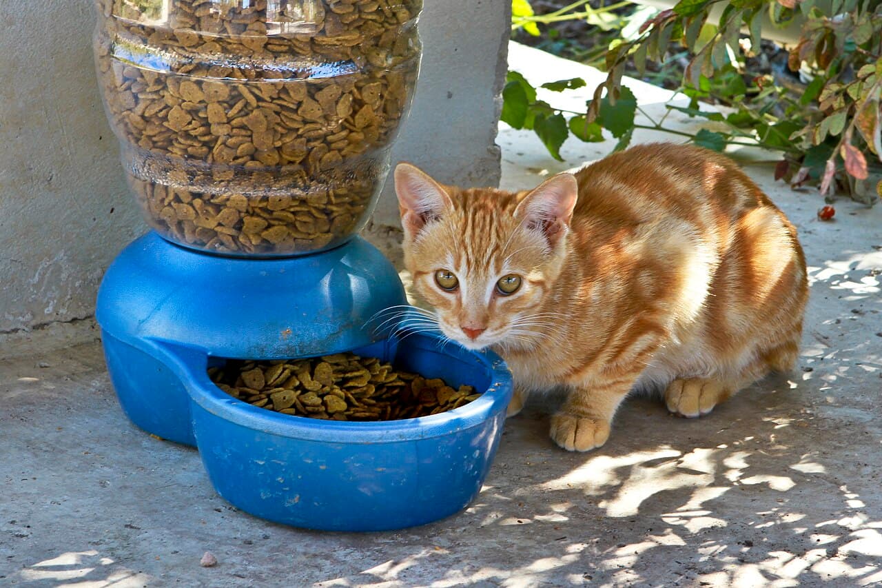Orange tabby cat next to a bowl of dry food