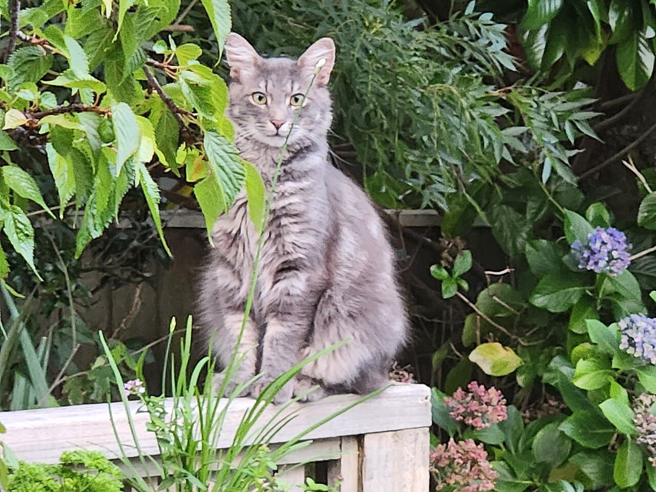 Gray cat sitting among dense garden plants