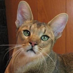 Chausie cat