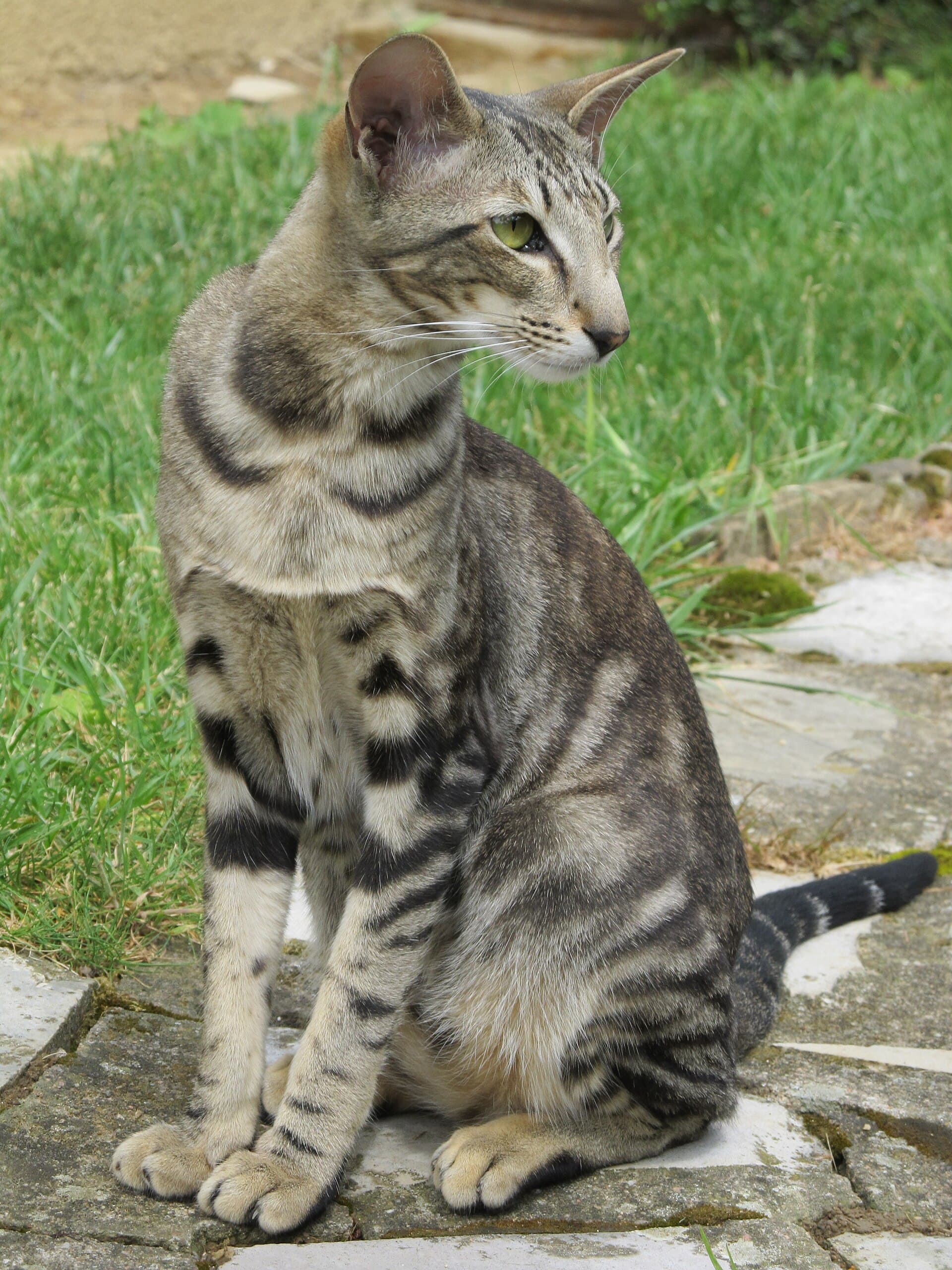 Oriental Shorthair cat