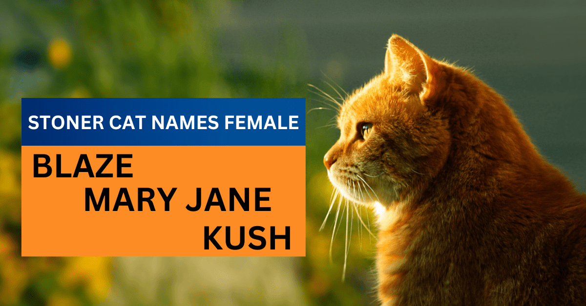 100+ Purrfectly Groovy Stoner Cat Names Female Pet Owners